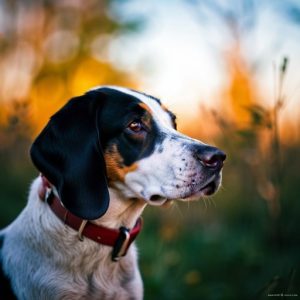Exploring the Unique Characteristics of the Posavac Hound Breed